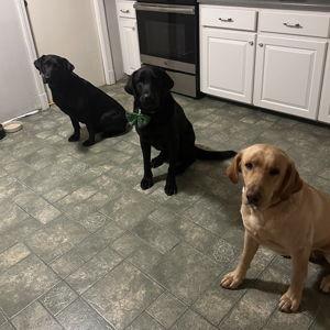 Life with the Labs Fund