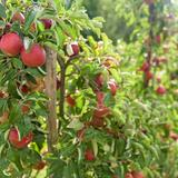 Fruitpluk Haspengouw