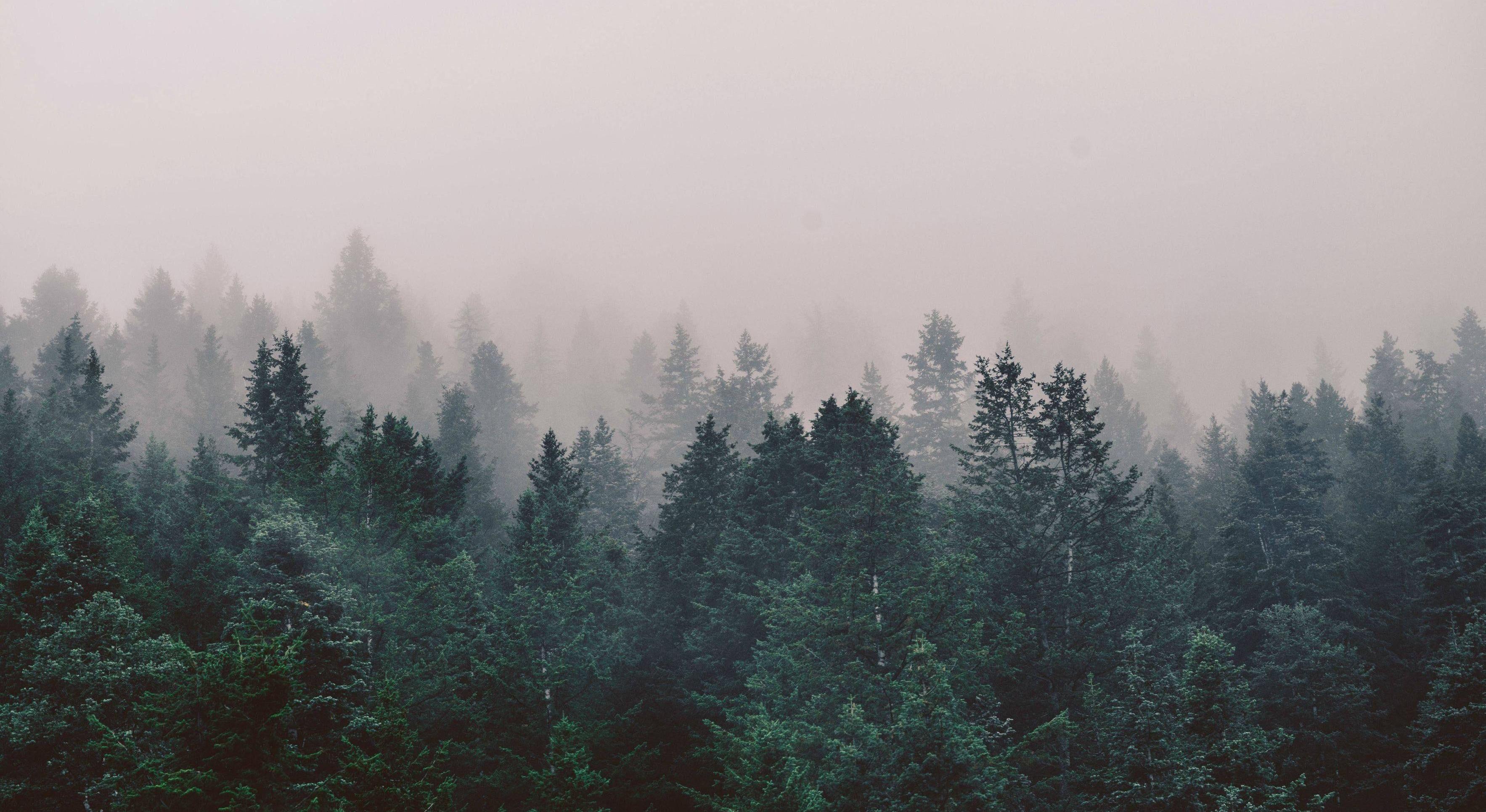 Footer image