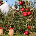 Bowman's Orchard Farmer's Wagon