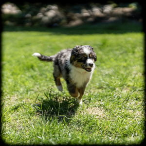 Year's Supply Of Pet Treats and Toys for Gizmo!
