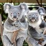 Lone Pine Koala Sanctuary