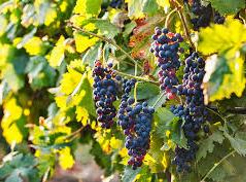 Wine Tasting in Provence and Southern France