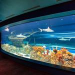 Texas State Aquarium
