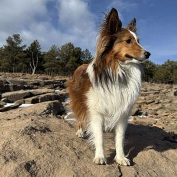 Rocky Mountain Collie and Sheltie Rescue