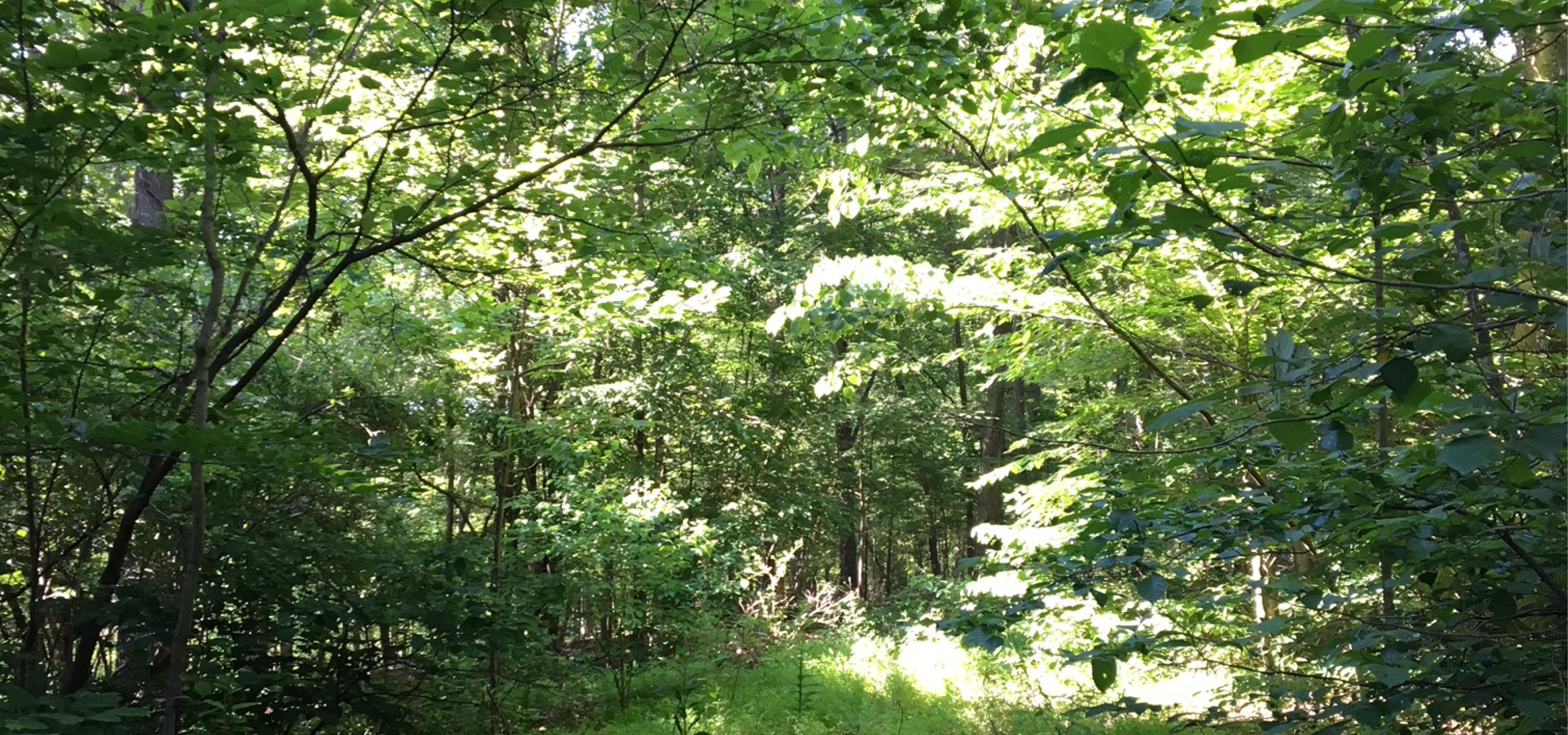 The Wedding Website of Kathryn Reiner and Dylan Hostetter