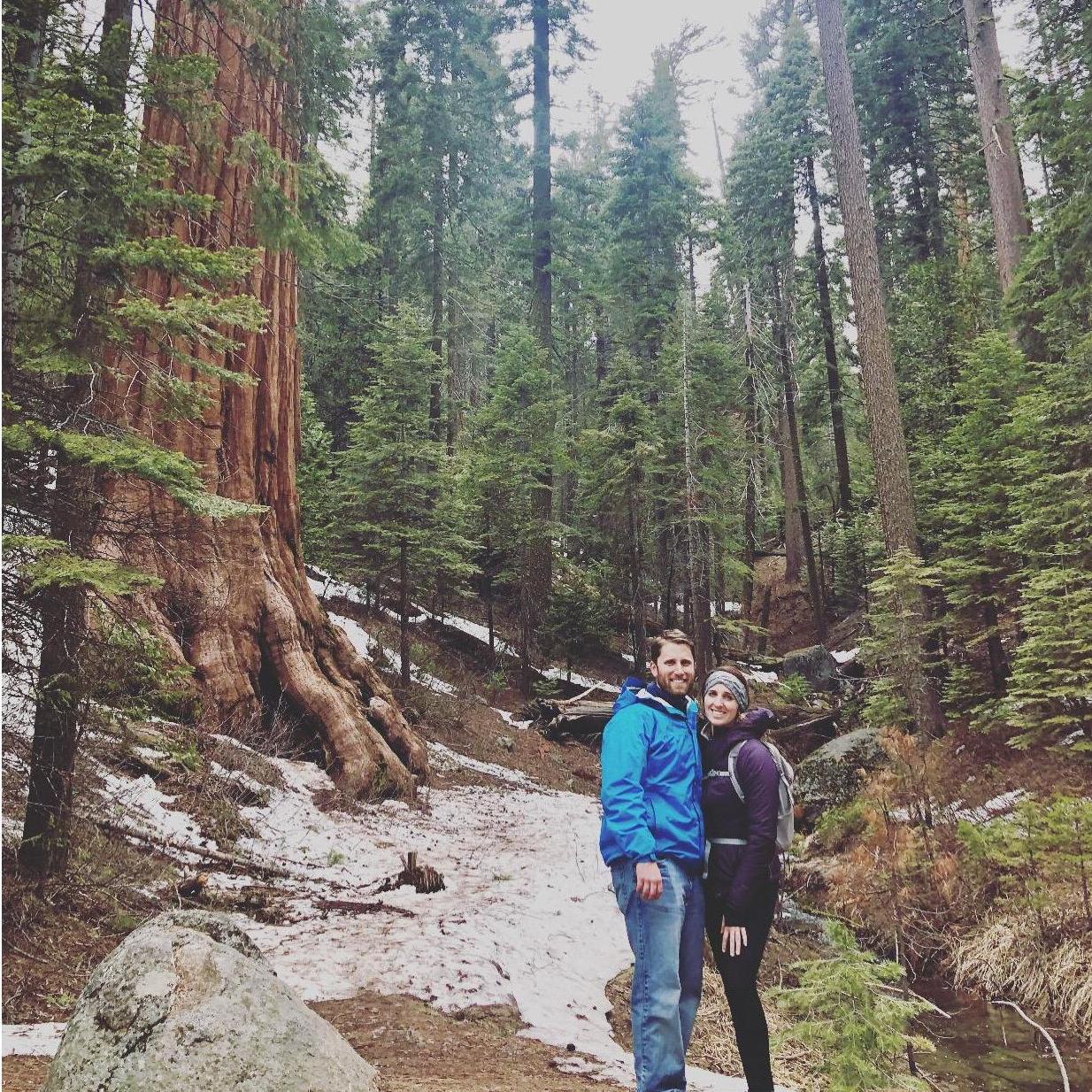 Among the giant Sequoias in Mariposa Grove.