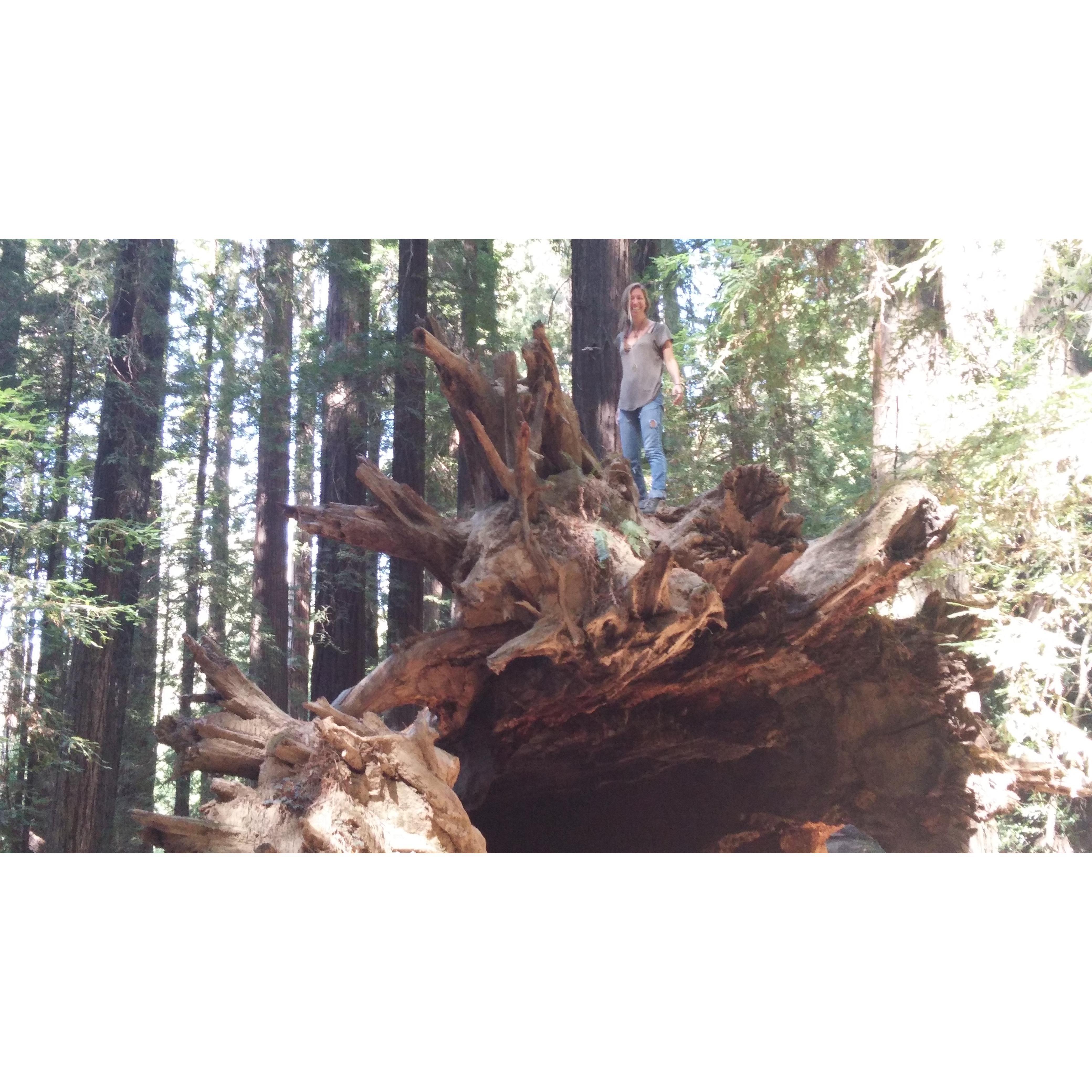 Redwood National Forest: September 2016