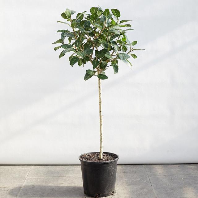 Ficus Audrey (houseplant - large)