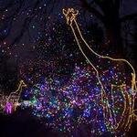 Denver Zoo Lights