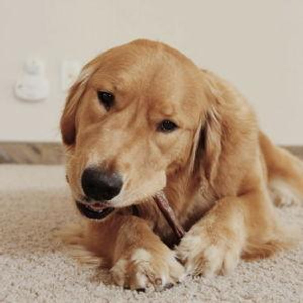 Potato Treat Fund