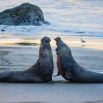 Elephant Seal Rookery