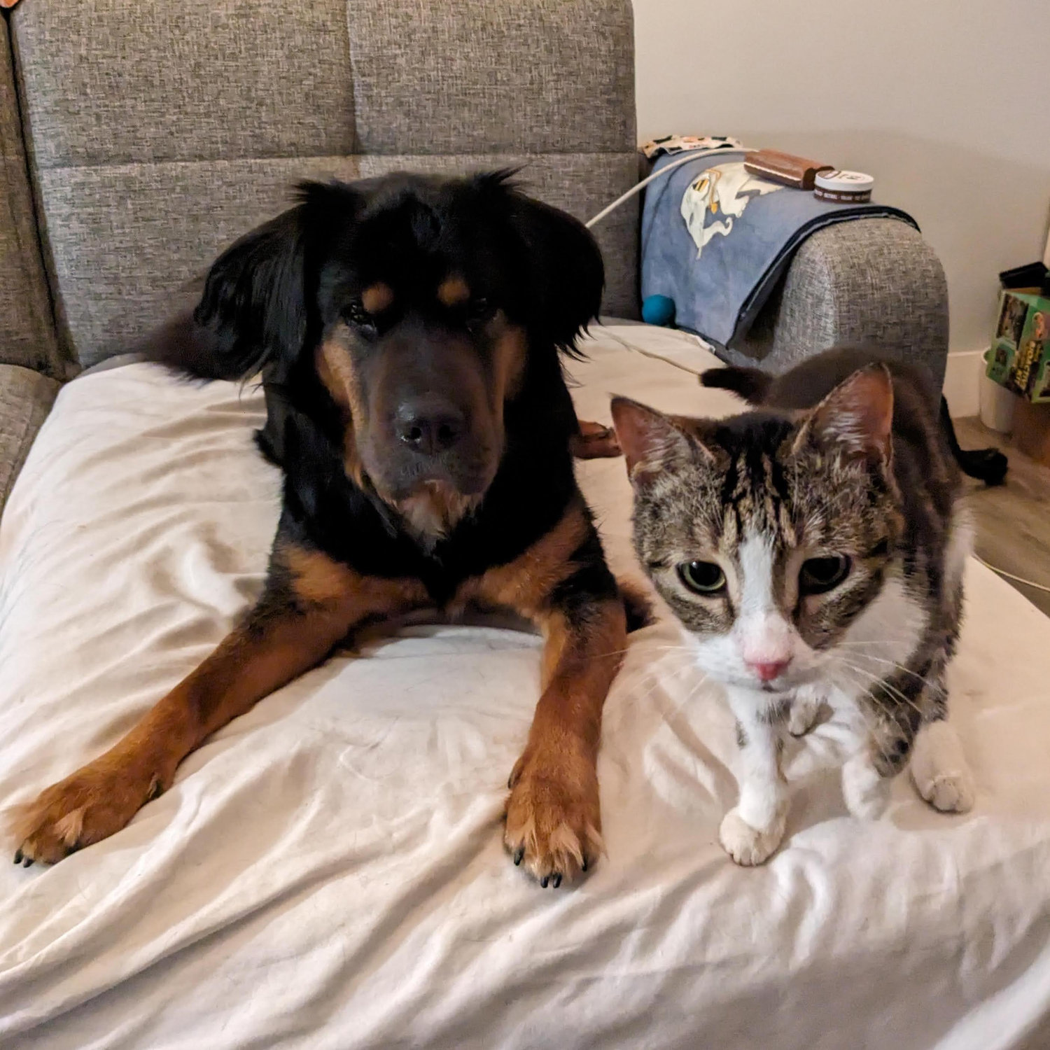 Benji & Gryphon slowly became friendly
