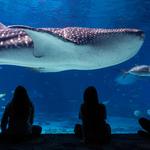 Georgia Aquarium