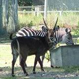 Riverside Discovery Center (Zoo)