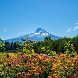 Hood River Fruit Loop