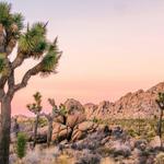 Joshua Tree National Park