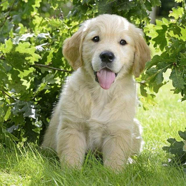 Puppy Supplies Fund