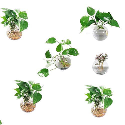 Orimina Pack of 6 Glass Planters Wall Hanging Planters Round Glass Plant Pots Hanging Air Plant Pots Flower Vase Air Plant Terrariums Wall Hanging Plant Container, 12 cm Diameter ¡­