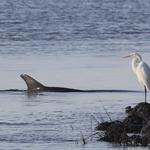 Seabrook Island