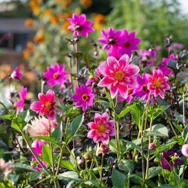 Garden Fund!