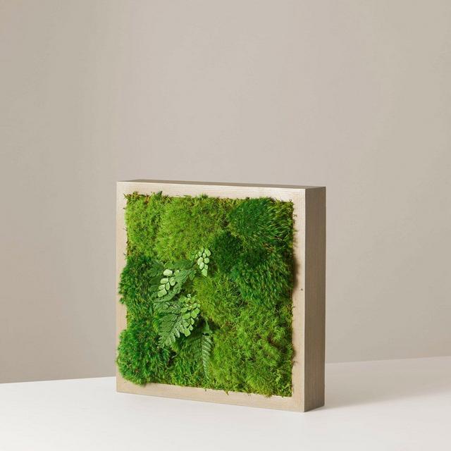 Mini Preserved Living Wall