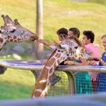 The Living Desert Zoo and Gardens