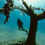 MUSAN Museum of Underwater Sculpture Ayia Napa