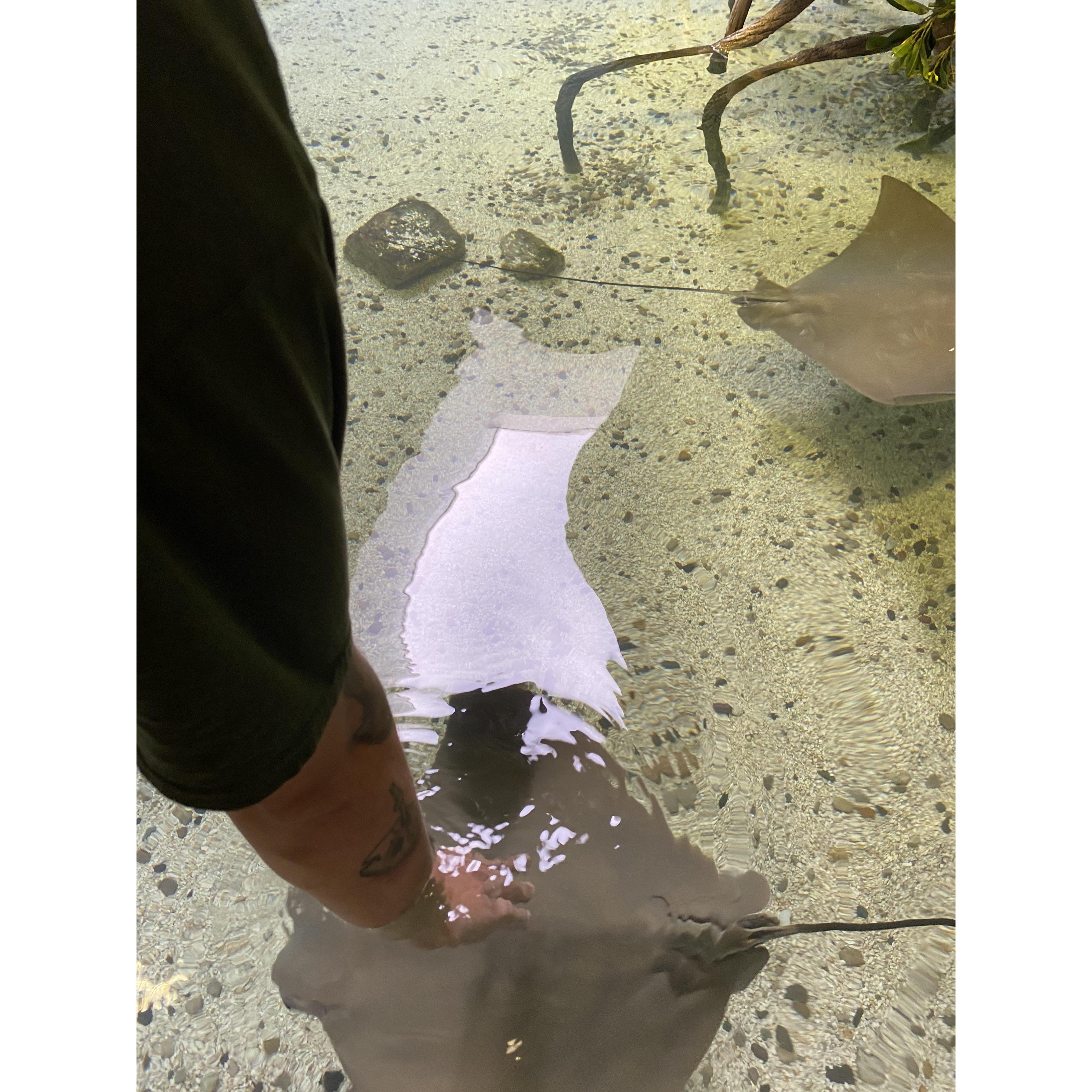 WE GOT TO TOUCH STING RAYS!!!