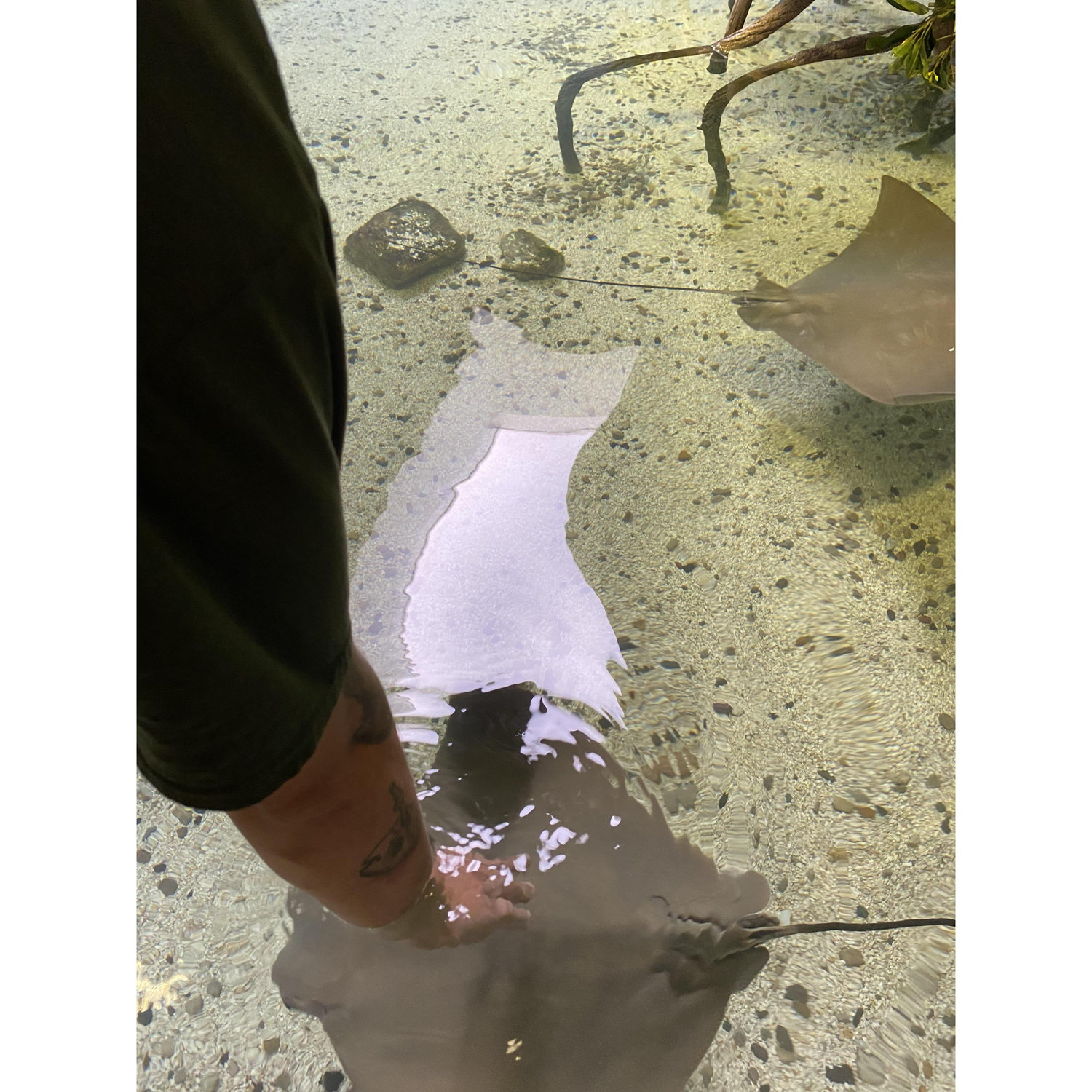 WE GOT TO TOUCH STING RAYS!!!