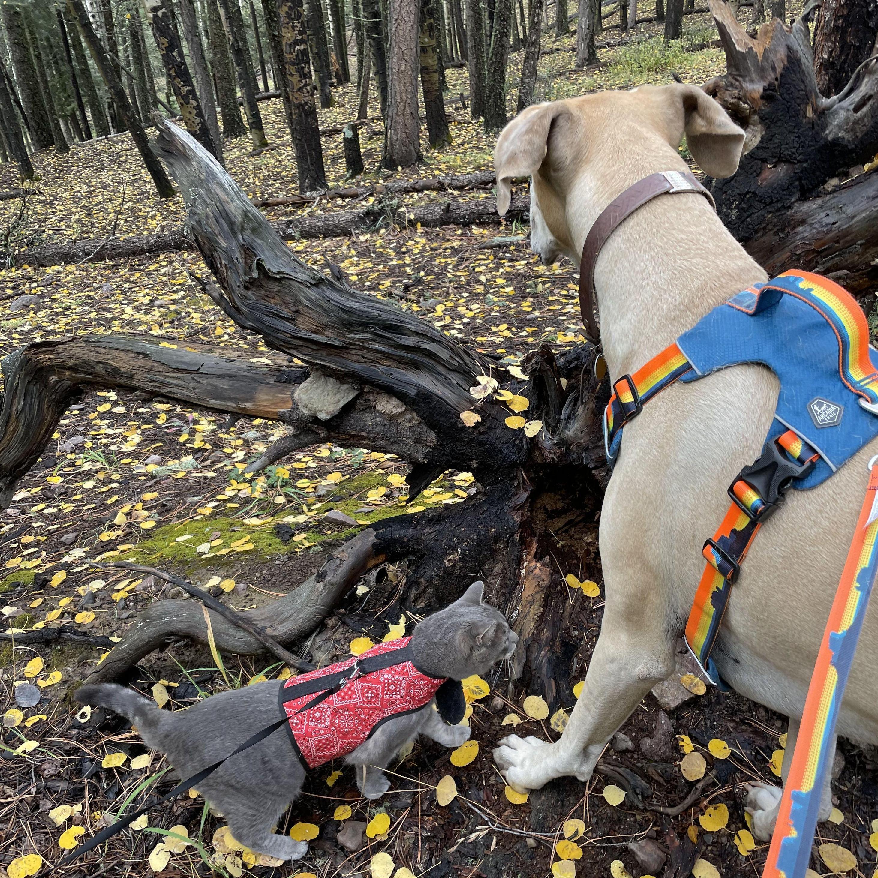 Mr. Smokey & Gaston on a hike in the Pecos Wilderness