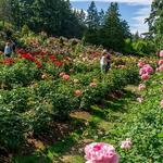 International Rose Test Garden