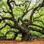 Angel Oak Tree