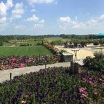 Fox Hollow Vineyards