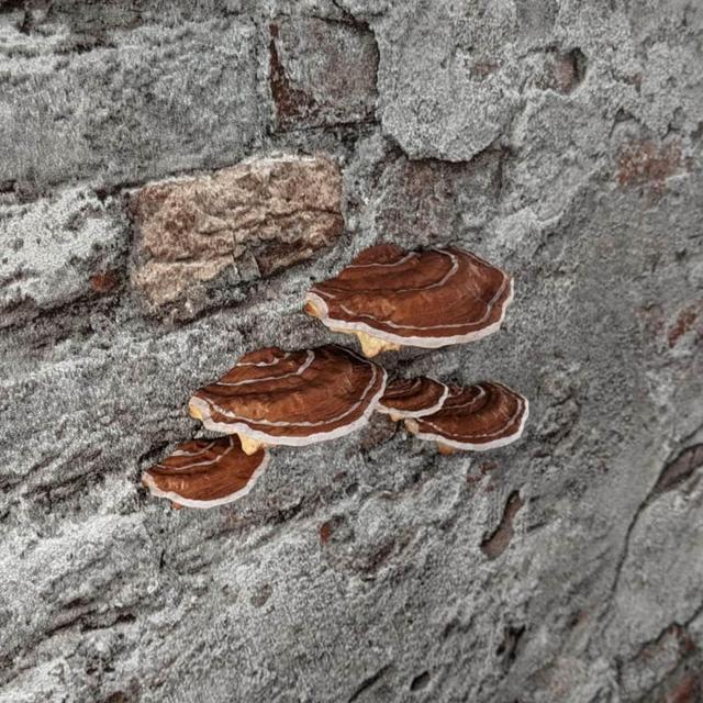 stick-on Mushrooms/Shelf fungi, brown (set of 5)