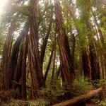 go hiking in the forest of Nisene Marks State Park