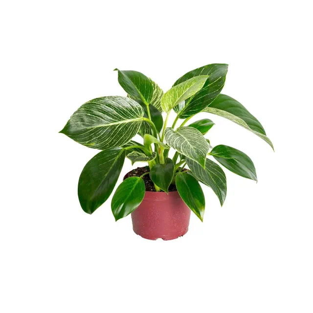 Live 6" Philodendron Birkin Houseplant in Grower Pot