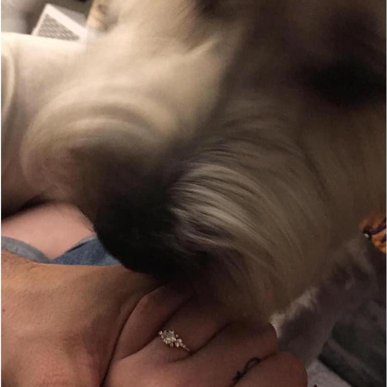 Waffle's kiss of approval minutes after Kaila said Yes