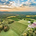 Noboleis Vineyards