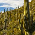 Saguaro National Park West