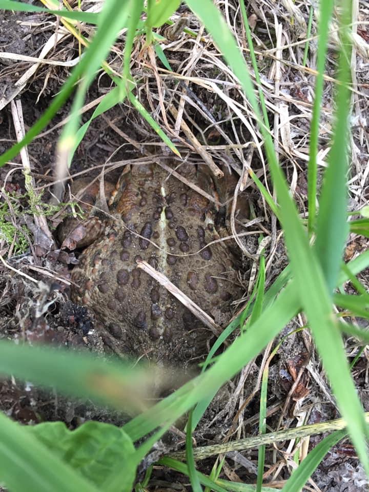 The Wedding Website of Jenny Phillips and Joel Kolenchuk