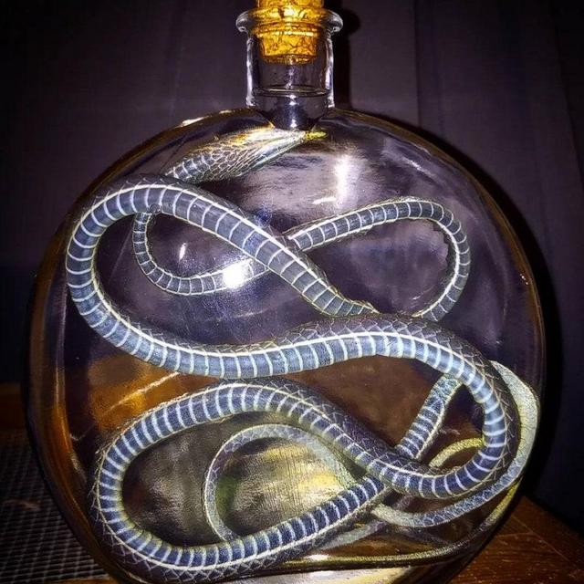 Wet Specimen Snake Taxidermy