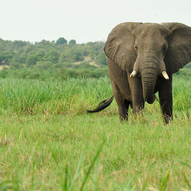 Donate and help save wildlife - WCS