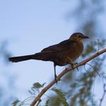 Riparian Preserve at Water Ranch
