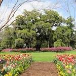 Airlie Gardens