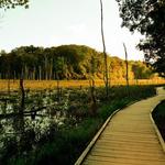 Calvert Cliffs State Park