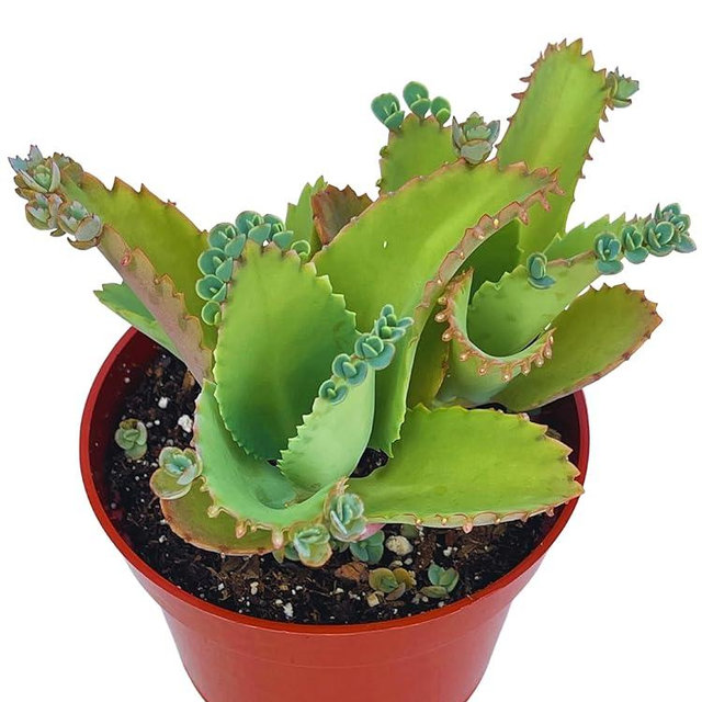 Live Succulent 4" Mother of Thousands, Succulents Plants Live Fully Rooted House Plant for Home Office Decoration, DIY Projects by The Succulent Cult