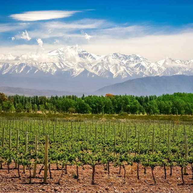 Private wine tasting in Mendoza