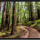 Muir Woods National Monument