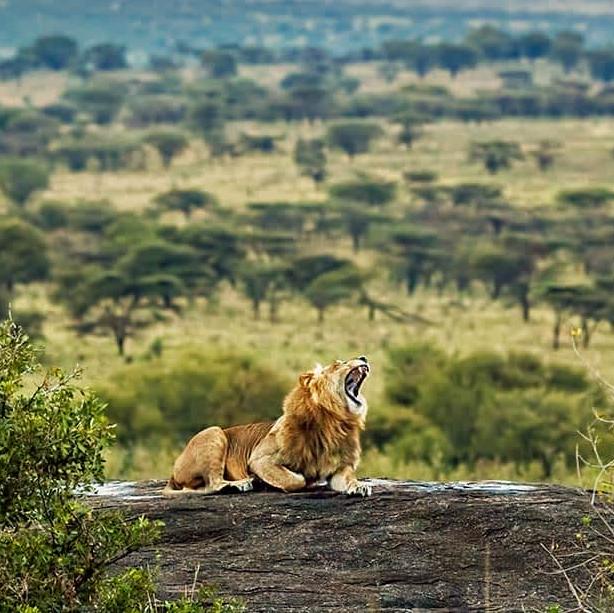 Serengeti Safari for Honeymoon